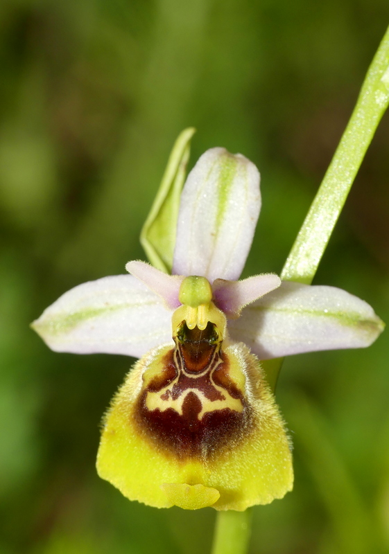 Ophrys lacaitae tra introgressioni e forme ibride  Molise 2023.